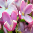 Renewal