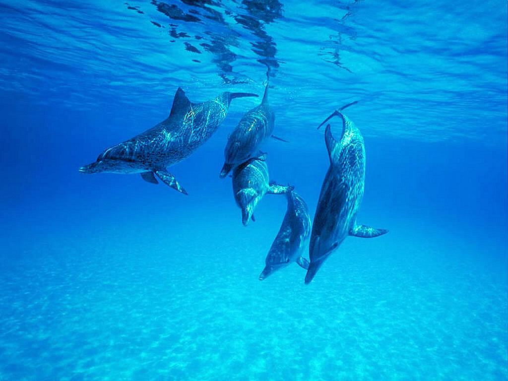 Dolphins